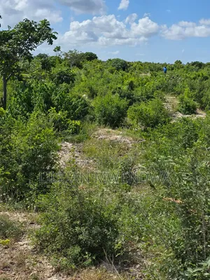 Jacaranda Plots