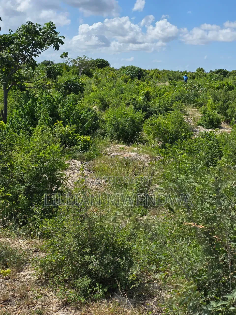 Jacaranda Plots