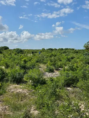 Jacaranda Plots