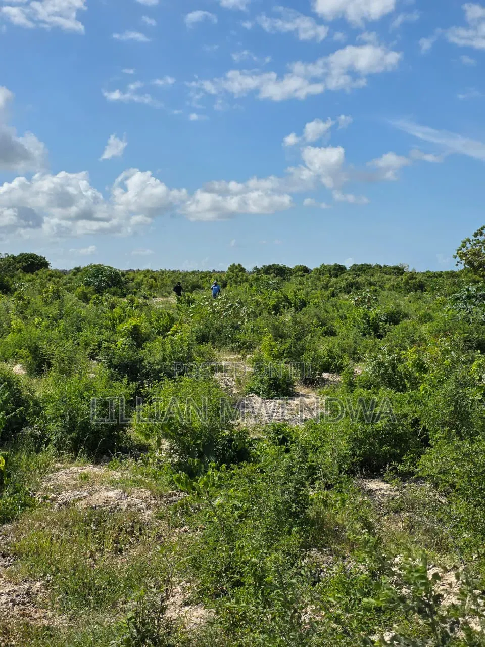 Jacaranda Plots