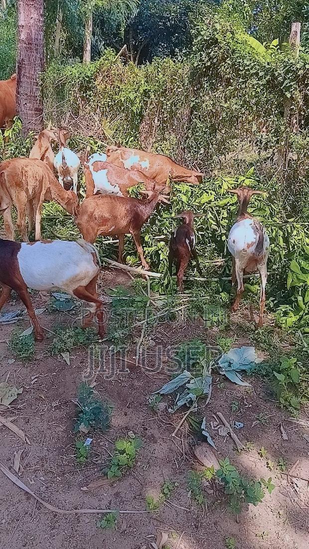 Selling Goats