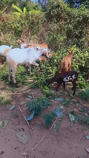 Selling Goats