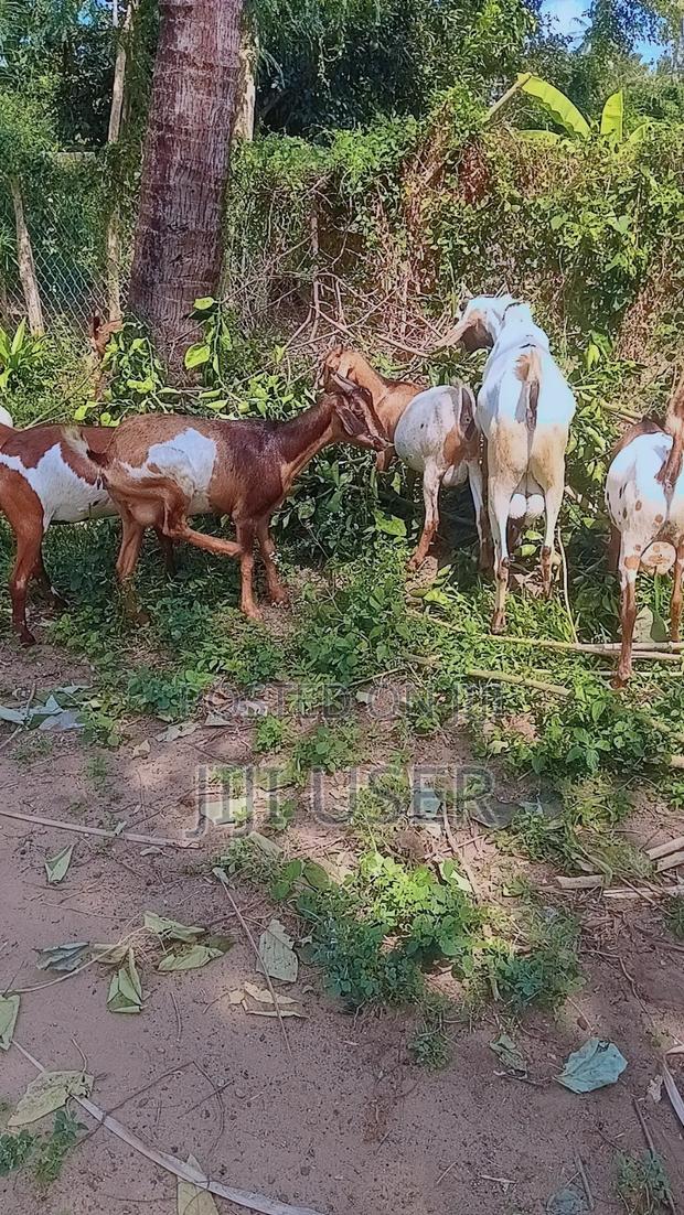 Selling Goats - thumbnail 3