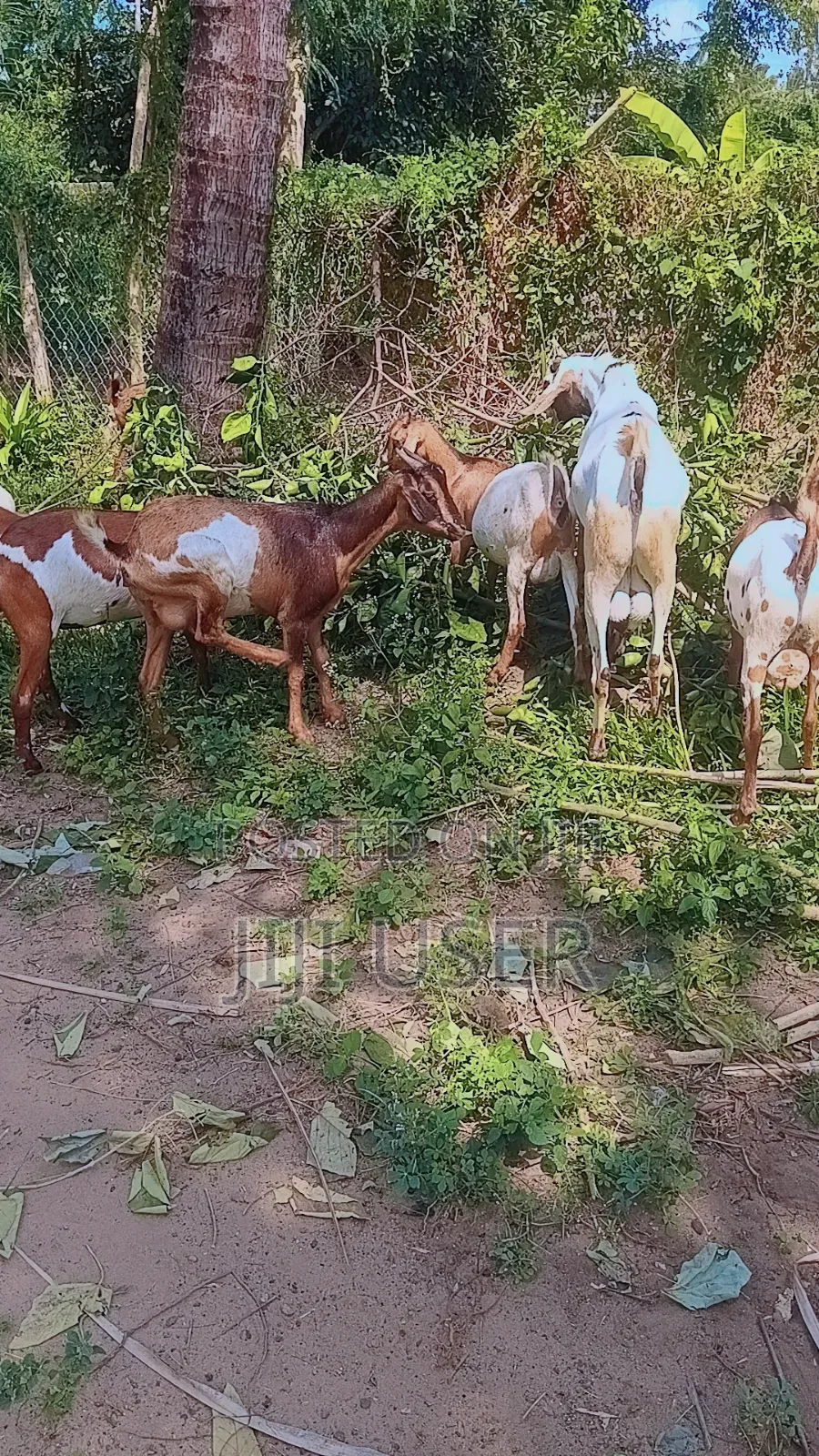 Selling Goats