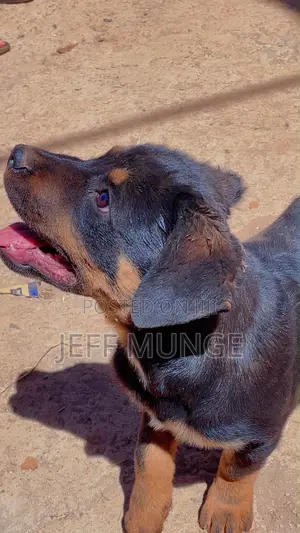 3-6 months Male Purebred Rottweiler