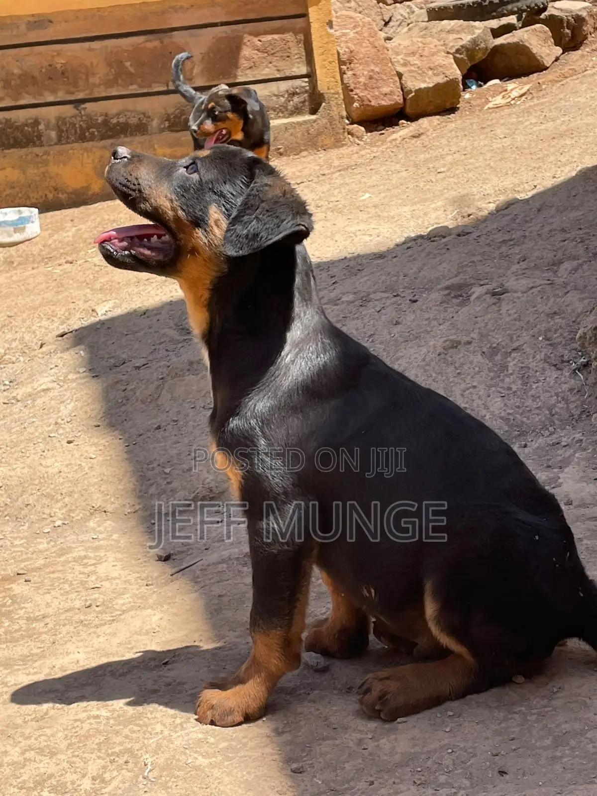 3-6 months Male Purebred Rottweiler