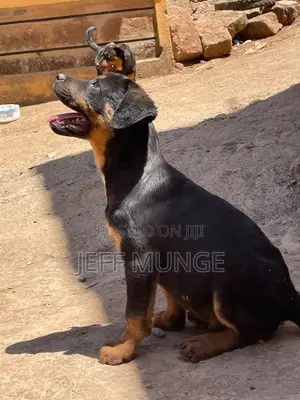 3-6 months Male Purebred Rottweiler