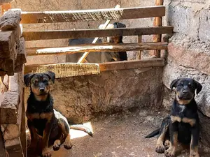 3-6 months Male Purebred Rottweiler