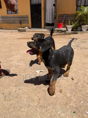 3-6 months Male Purebred Rottweiler