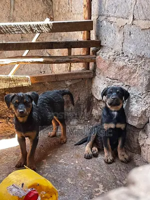 3-6 months Male Purebred Rottweiler