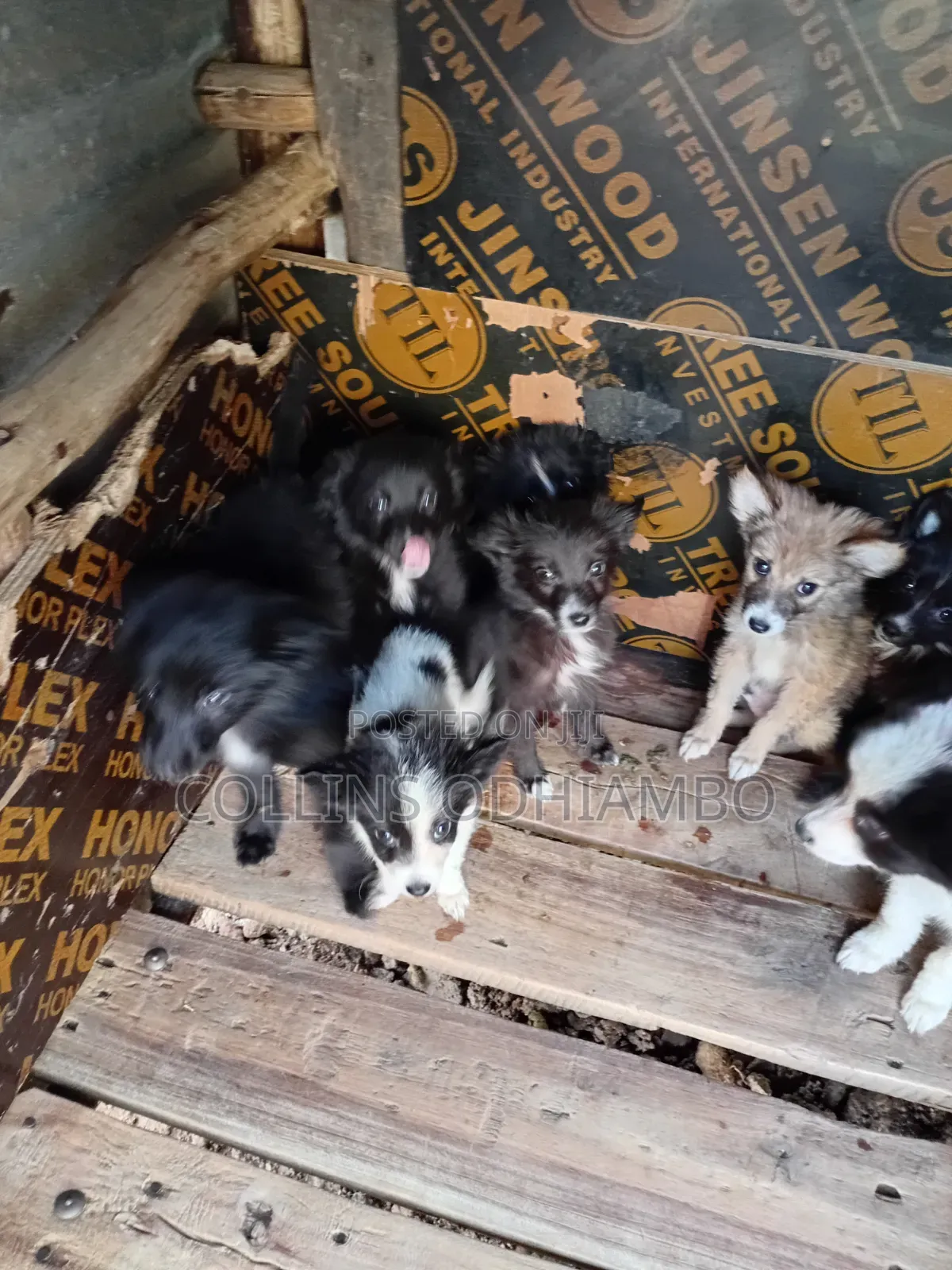 1-3 months Male Mixed Breed Japanese Spitz