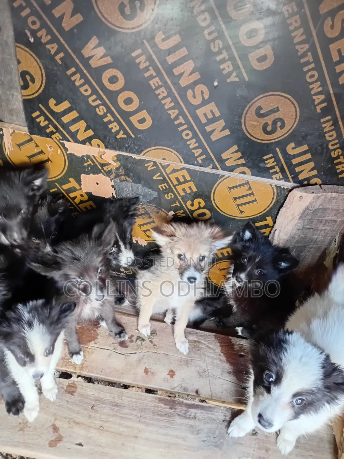 1-3 months Male Mixed Breed Japanese Spitz