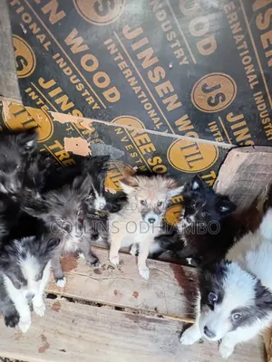 1-3 months Male Mixed Breed Japanese Spitz