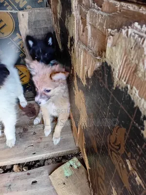 1-3 months Male Mixed Breed Japanese Spitz