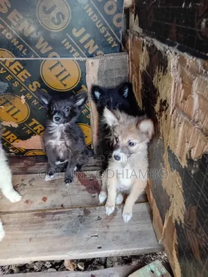 1-3 months Male Mixed Breed Japanese Spitz