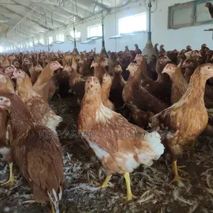 Commercial Chicken Layers