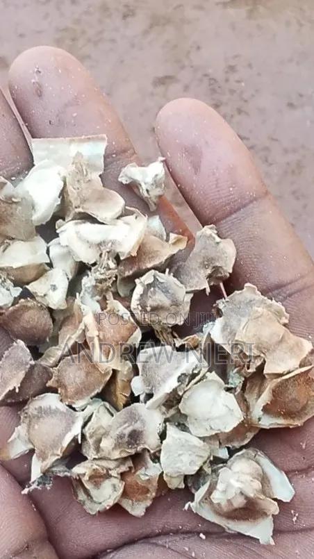 Moringa Grains - main view
