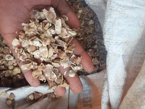 Moringa Grains
