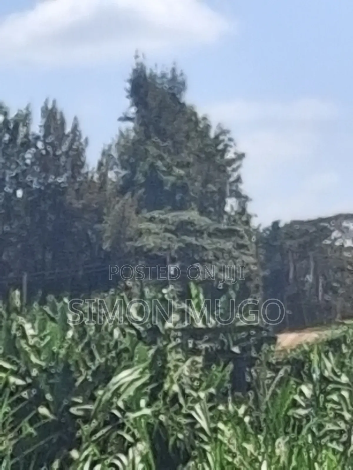Runda Kwaheri Rd 5.5 AC Ideal for Town Houses Quick Sale 55m Per Acre