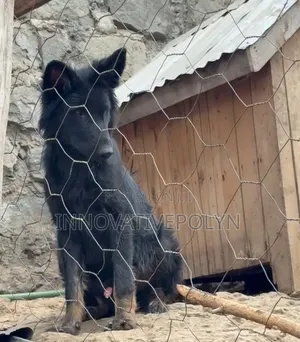 6-12 months Male Purebred German Shepherd