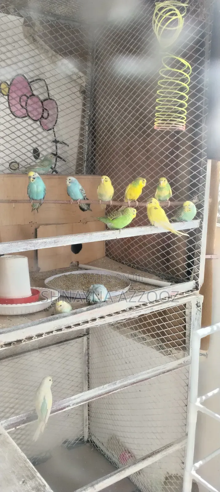 Fertile and Friendly Budgies for Sale Single 3500/=
