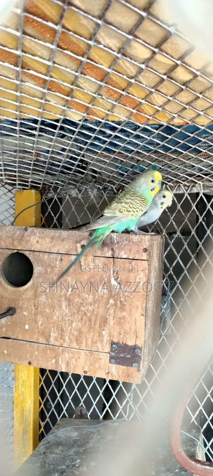 Fertile and Friendly Budgies for Sale Single 3500/=