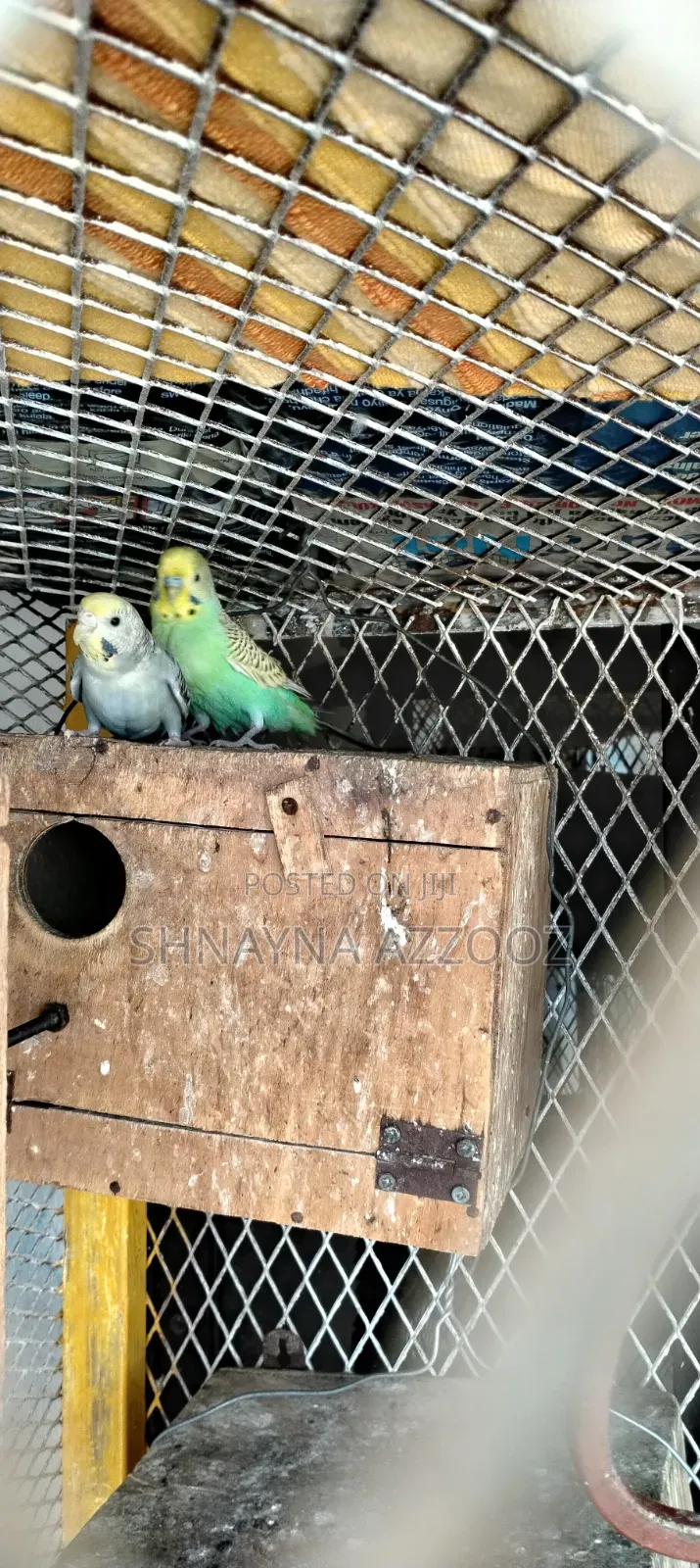 Fertile and Friendly Budgies for Sale Single 3500/=