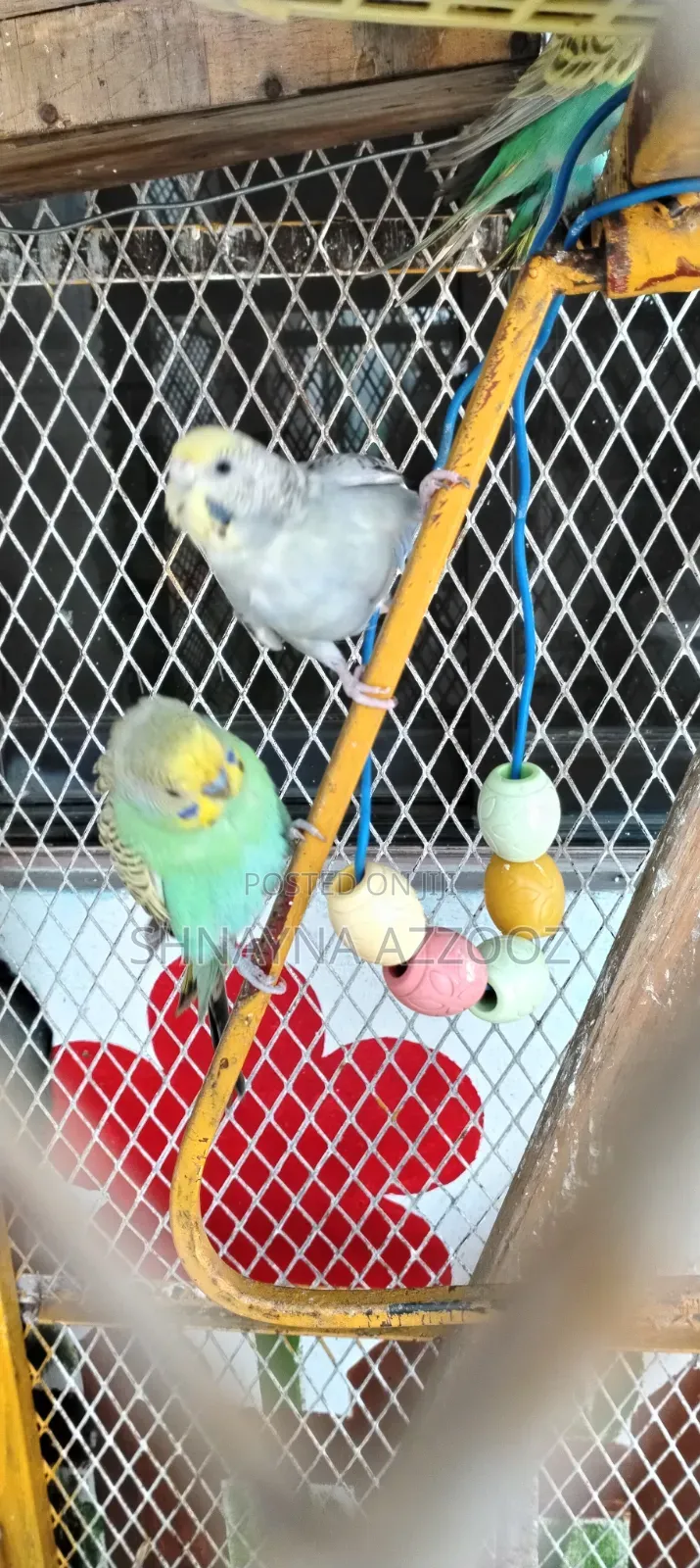 Fertile and Friendly Budgies for Sale Single 3500/=