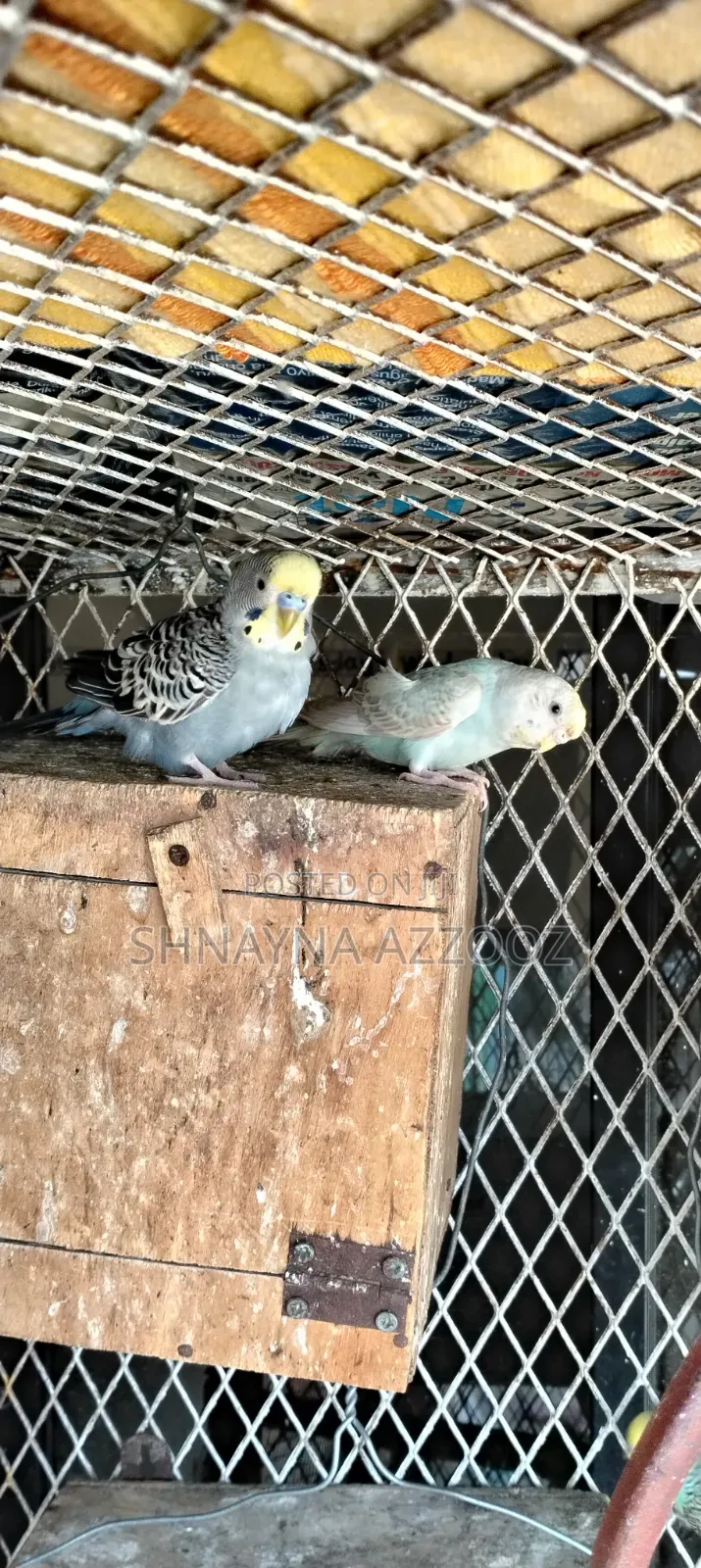 Fertile and Friendly Budgies for Sale Single 3500/=