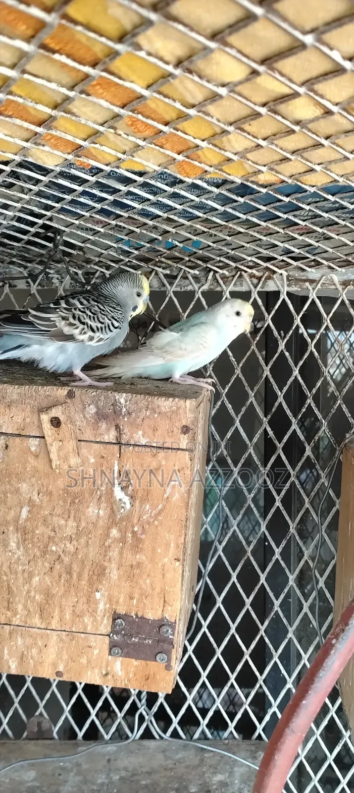 Fertile and Friendly Budgies for Sale Single 3500/=