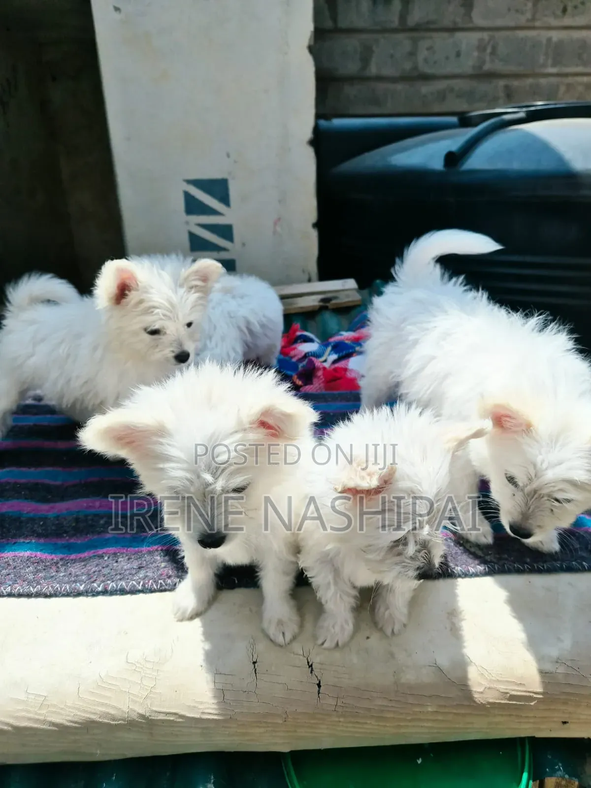 1-3 months Female Mixed Breed Japanese Spitz