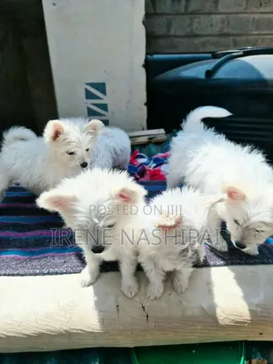 1-3 months Female Mixed Breed Japanese Spitz