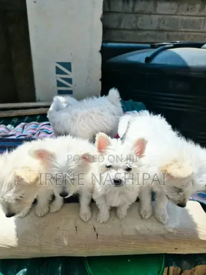 1-3 months Female Mixed Breed Japanese Spitz