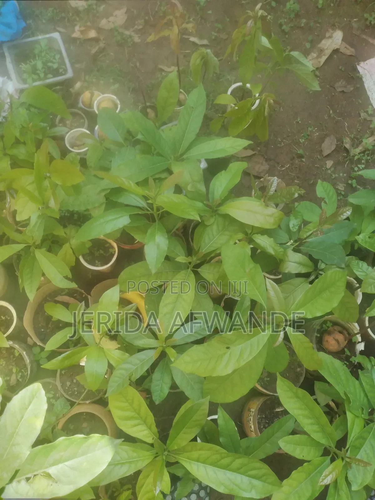 Quality Avocado Seedlings for Sale