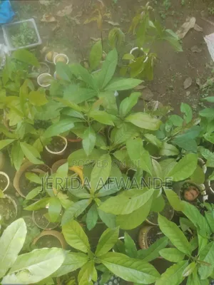 Quality Avocado Seedlings for Sale