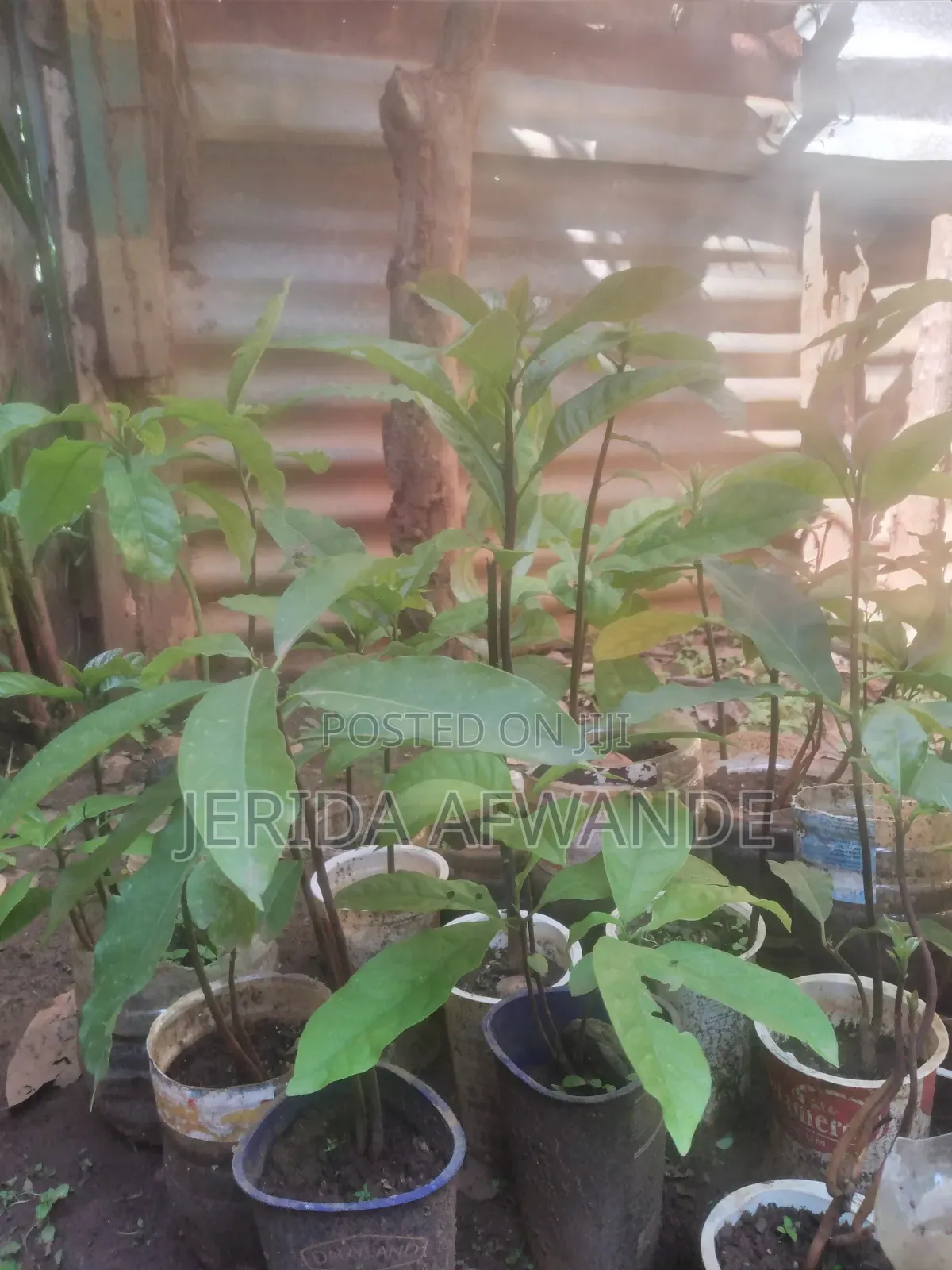 Quality Avocado Seedlings for Sale