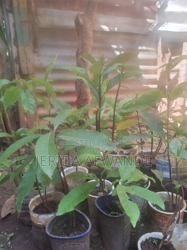 Quality Avocado Seedlings for Sale - thumbnail 2