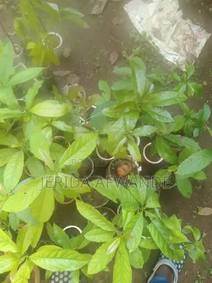 Quality Avocado Seedlings for Sale