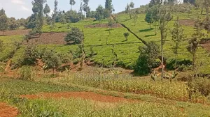 Agricultural Land