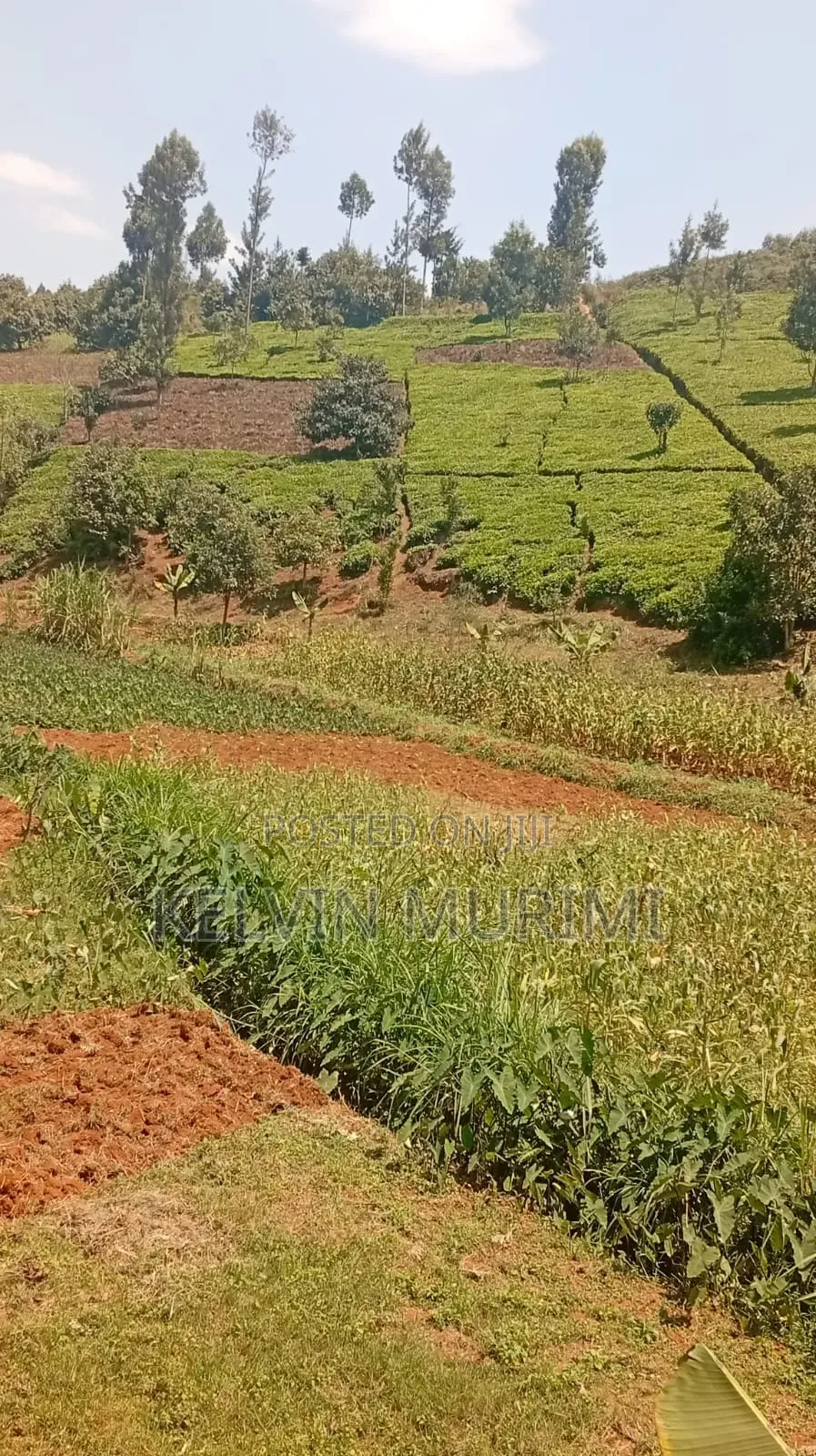 Agricultural Land