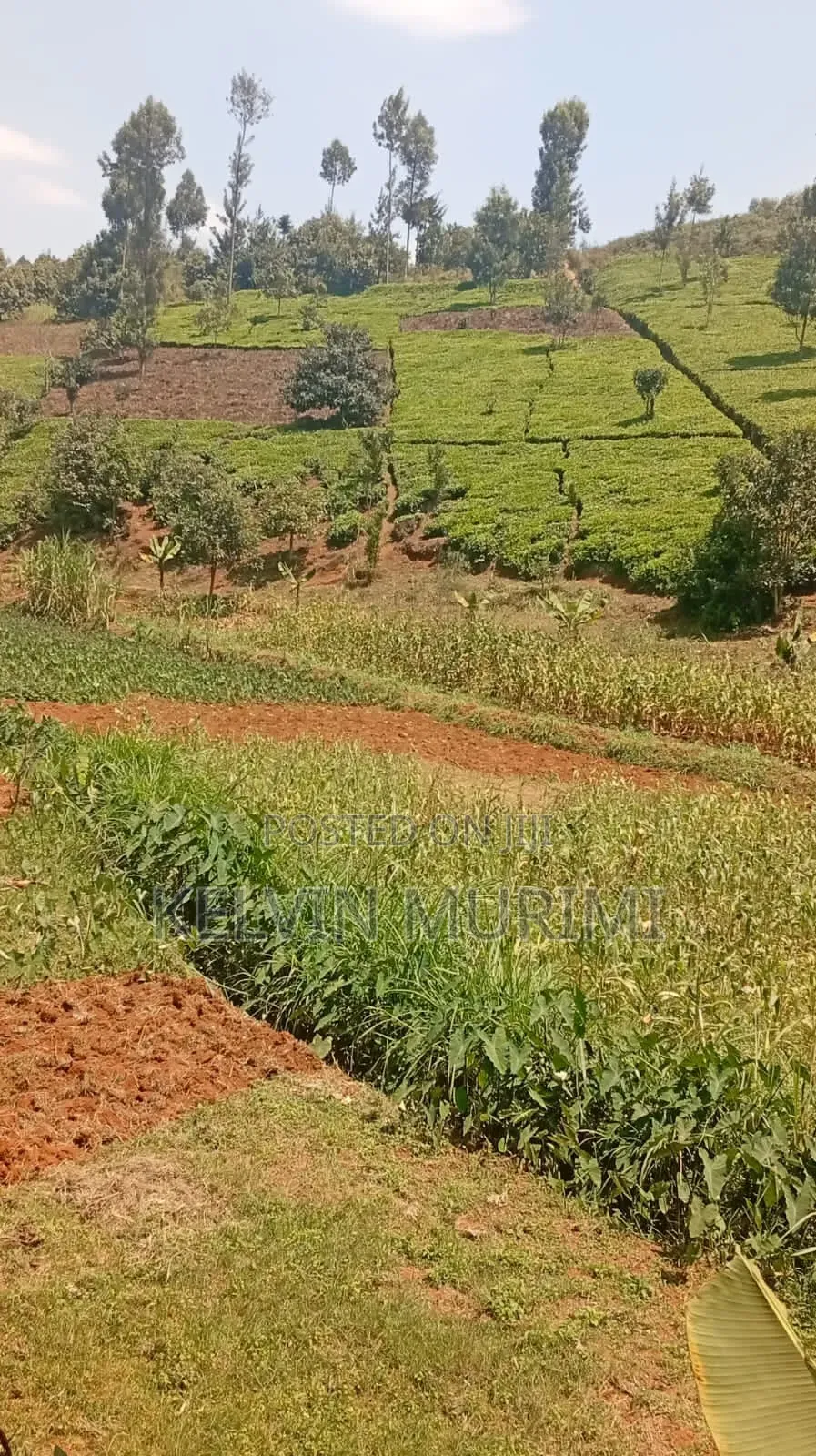 Agricultural Land