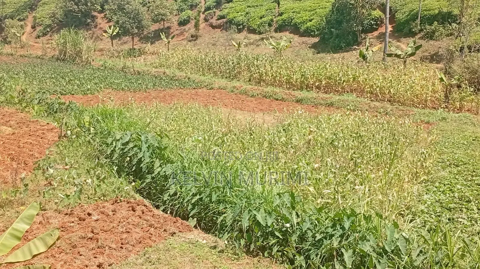 Agricultural Land