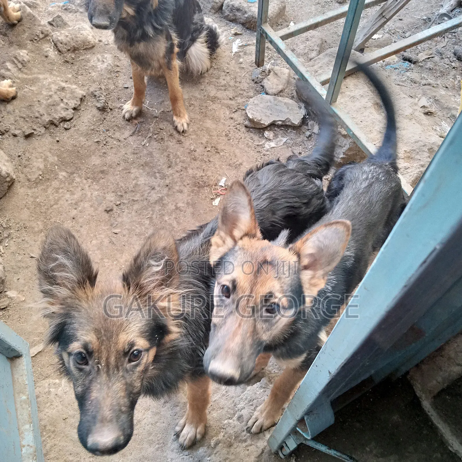 3-6 months Male Purebred German Shepherd