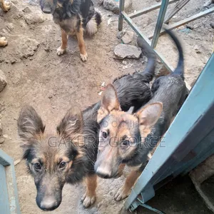 3-6 months Male Purebred German Shepherd