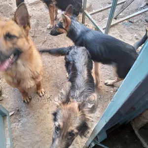 3-6 months Male Purebred German Shepherd