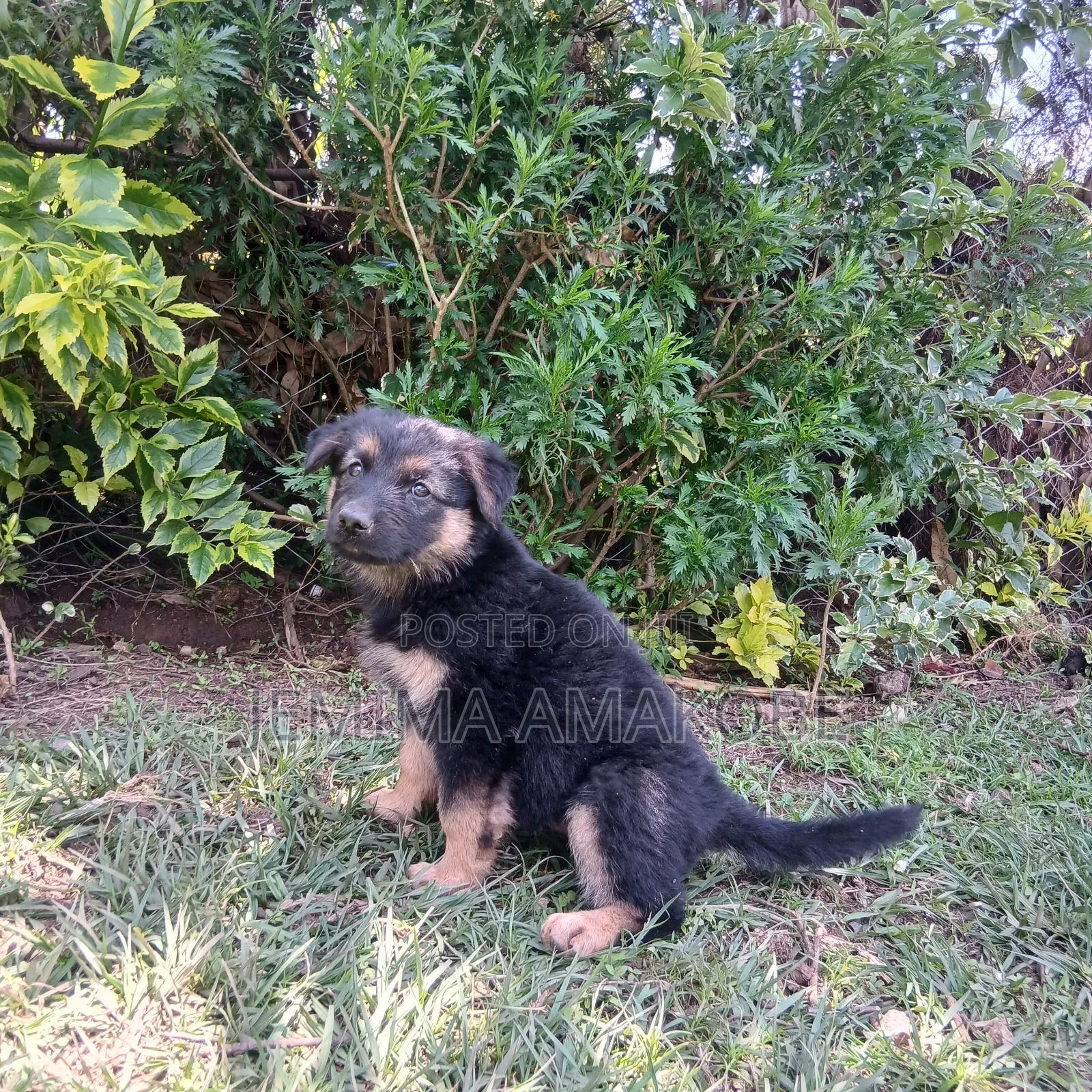 1-3 months Female Purebred German Shepherd