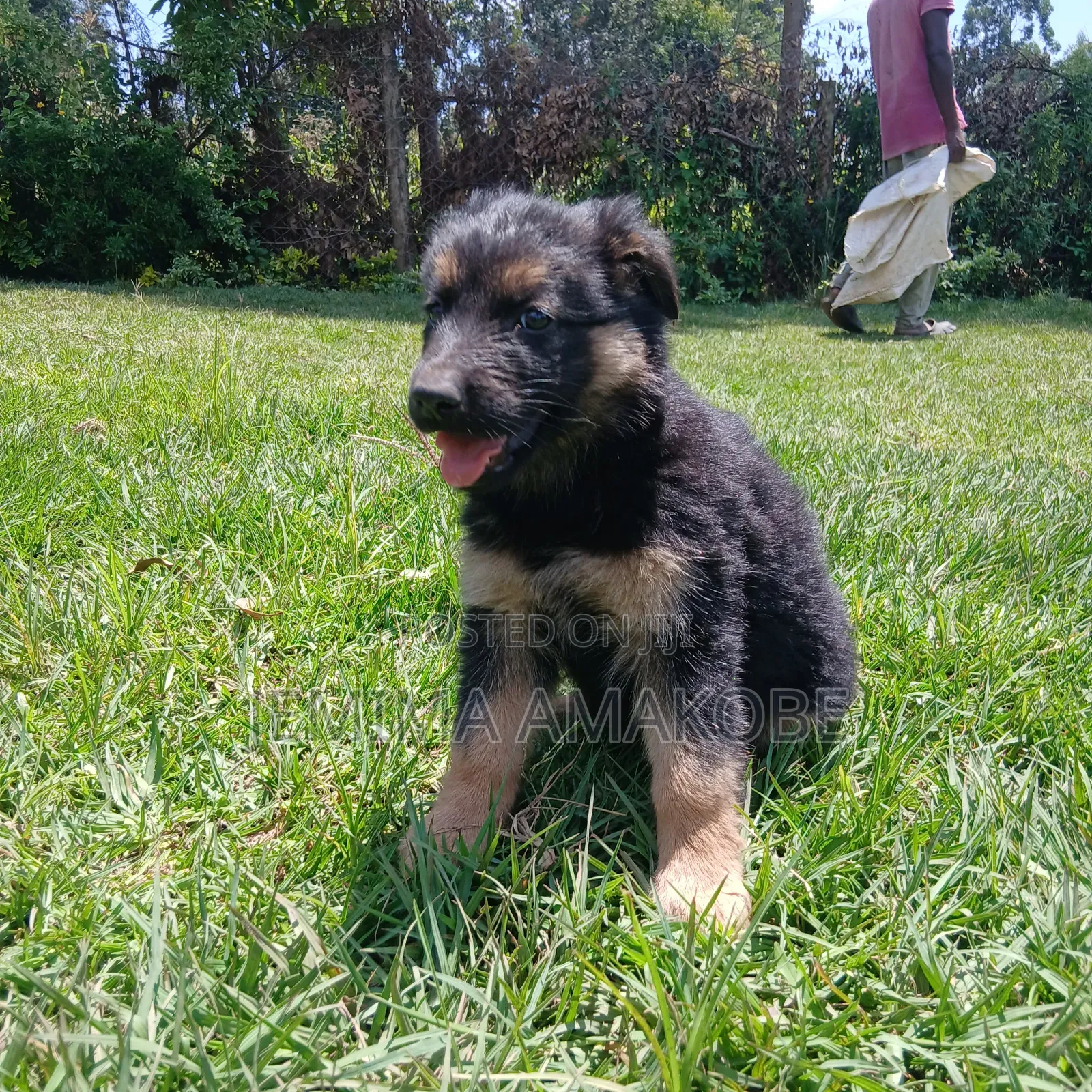1-3 months Female Purebred German Shepherd