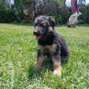 1-3 months Female Purebred German Shepherd