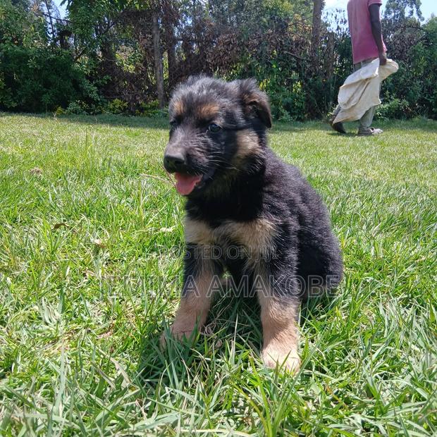 1-3 months Female Purebred German Shepherd - thumbnail 2