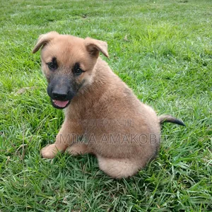 1-3 months Female Purebred German Shepherd